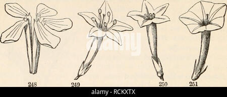 . Les éléments de botanique pour les débutants et pour les écoles. La botanique. 90 fleurs. [L'article 8. un tube étroit, d'où il diverge à angle droit, comme le plateau rep-. de ressentiment dans les vieilles photos, avec une mince sous la poignée, fig. 249-251, 255. Forme de cloche campanulée, ou, lorsqu'un tube court et large s'élargit vers le haut, en forme de cloche, comme dans le cochon. 254. En entonnoir, ou sous forme d'entonnoir ; grad- ually répandre au sommet d'un tube qui est étroit ci-dessous, dans la. Veuillez noter que ces images sont extraites de la page numérisée des images qui peuvent avoir été retouchées numériquement pour plus de lisibilité - une coloration Banque D'Images