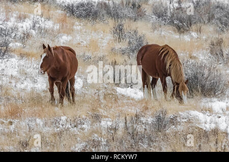 Les chevaux sauvages, Equus caballus, paissant dans une prairie Novembre neigeux de l'unité sud du Parc National Theodore Roosevelt, Dakota du Nord, USA Banque D'Images