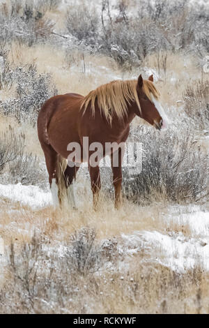 Wild Horse, Equus caballus, paissant dans une prairie Novembre neigeux de l'unité sud du Parc National Theodore Roosevelt, Dakota du Nord, USA Banque D'Images
