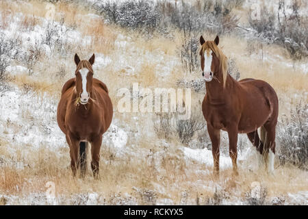 Les chevaux sauvages, Equus caballus, paissant dans une prairie Novembre neigeux de l'unité sud du Parc National Theodore Roosevelt, Dakota du Nord, USA Banque D'Images