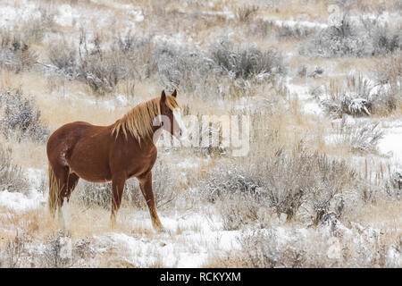 Wild Horse, Equus caballus, paissant dans une prairie Novembre neigeux de l'unité sud du Parc National Theodore Roosevelt, Dakota du Nord, USA Banque D'Images