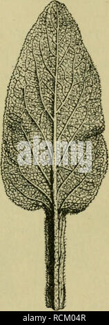 . Éléments de botanique. Les plantes. Fig. 66.-formes des marges de feuilles. a (1), finement dentées en scie ; (2), grossièrement dentées en scie ; (3), doublement dentées en scie, b (1), finement dentée ; (2), sinué denté ; (3), doublement dentée, c, profondément sinué, d. ondulé, e (1), à marge crénelée ou embelli ; (2), doublement crénelés.. Fig. 67. -Veines nettes (pennées) dans les feuilles de la digitale pourpre. Examiner les deux faces de la feuille avec le verre et chercher des poils répartis sur les surfaces. Décrire la manière dont les poils sont organisées. Les différentes formes de feuilles sont classés et décrits par les botanistes avec grande minutie,^ pas simplement pour Banque D'Images