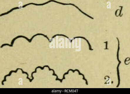 . Éléments de botanique. Les plantes. -^^^s^. Fig. 66.-formes des marges de feuilles. a (1), finement dentées en scie ; (2), grossièrement dentées en scie ; (3), doublement dentées en scie, b (1), finement dentée ; (2), sinué denté ; (3), doublement dentée, c, profondément sinué, d. ondulé, e (1), à marge crénelée ou embelli ; (2), doublement crénelés.. Veuillez noter que ces images sont extraites de la page numérisée des images qui peuvent avoir été retouchées numériquement pour plus de lisibilité - coloration et l'aspect de ces illustrations ne peut pas parfaitement ressembler à l'œuvre originale.. Bergen, Joseph Y. (Joseph Young), années 1851, Bergen, Joseph Y. (Joseph Young), années 1851. Banque D'Images