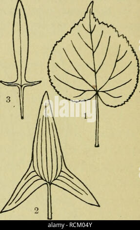 . Éléments de botanique. Les plantes. C. VI. VII. VIII. Fig. 64. - Formes de pointe de la feuille. , Inucronate, la nervure centrale en une courte prolongée difficile point ; II, cuspidé, diminuant progressivement en un point dur ; III, IV ; aiguë, arrondies ;' V, à sommet acuminé ou conique a souligné ; VI, retuse, avec l'extrémité arrondie ; VII légèrement encochée, émarginé, une entaille profonde ; VIII, truncate, avec l'extrémité coupée plutôt carrément.. Fig. 65. - Formes de bases de feuilles. En forme de cœur, 1 funsymmetrically^ ; 2, 3 ; en forme de flèche, en forme de hallebarde. à travers elle de la longueur, le long de laquelle il pouvait être aussi pliée que les deux parties coïncident précisément ? (B) Banque D'Images