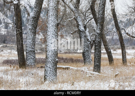 Les peupliers de plaines, Populus deltoides subsp. monilifera, dans un paysage de neige en novembre Cottonwood Campground, Parc National Theodore Roosevelt, ni Banque D'Images