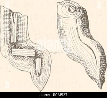 . Die fossilen Tintenfische paläozoologische ; eine Monographie. Cephalopoda, combustibles. . Veuillez noter que ces images sont extraites de la page numérisée des images qui peuvent avoir été retouchées numériquement pour plus de lisibilité - coloration et l'aspect de ces illustrations ne peut pas parfaitement ressembler à l'œuvre originale.. Naef, Adolf. Jena, Fischer Banque D'Images