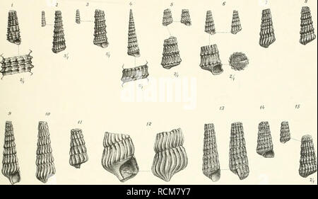 . Die Gastropoden Schichten der von der südalpinen Orestida Saint Cassien. Gasteropoda ; géologie ; géologie stratigraphique, l'M. ültl opodou : (iasU-von S' CiissuiiiXlaf XK) Taf.X.. 21 22 27 2S » » ^. Veuillez noter que ces images sont extraites de la page numérisée des images qui peuvent avoir été retouchées numériquement pour plus de lisibilité - coloration et l'aspect de ces illustrations ne peut pas parfaitement ressembler à l'œuvre originale.. Kittl, Ernst Anton Léopold, 1854-1913. [Wien A. Hölder] Banque D'Images