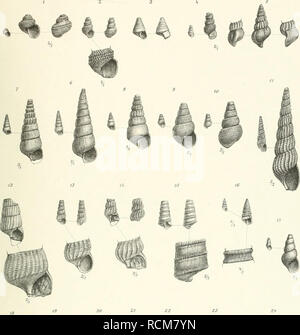 . Die Gastropoden Schichten der von der südalpinen Orestida Saint Cassien. Gasteropoda ; géologie ; géologie stratigraphique,. IvlÜUl jasli opodcii : (-von S'. ("Assiaii.n'af. XM.I Tal-.Vai.. ^H Uli'' ^^ ^r M  % 27 ZS '^. Veuillez noter que ces images sont extraites de la page numérisée des images qui peuvent avoir été retouchées numériquement pour plus de lisibilité - coloration et l'aspect de ces illustrations ne peut pas parfaitement ressembler à l'œuvre originale.. Kittl, Ernst Anton Léopold, 1854-1913. [Wien A. Hölder] Banque D'Images