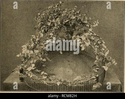 . Die Gartenwelt. Le jardinage. XXIV, 13 Die Gartenwelt. 113. SOjähriger Ficus stipulata. Nach einer vom Verfasser für die "Gartenwelt" fem. Aufn. Pflanzenkrankheiten. Jeder Gärtner a über die heiten schädlichsten Obstgewächse- Krank unserer wissen soll. Von Dr R., Laubert, Dahlem. VII. Des Pfirsichs Kräuselkrankheit mourir. Hervorgebrachten werden auch die Erscheinungen Blasen- Kraussucht Rollkrankheit krankheit,,, Blattkropf, Glucke, Glocke, cloque du Pecher, Peach Leaf-Curl genannt. Art der Schädigung. Krankheitserscheinungen beginnen die bereits während des Austreibens. An den erkrankten Banque D'Images