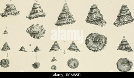 . Die Gastropoden Schichten der von der südalpinen Orestida Saint Cassien. Gasteropoda ; géologie ; géologie stratigraphique,. F.Kittl JasU'opoilen ( : -S'oii( Cassien.dnfVr Taf.VI. ^^^ Annal.dk.k.Hofmuseums BandVI-Naturhist. 1891. liäi..^Jiannwanh.sl v.ni Wicn,. Veuillez noter que ces images sont extraites de la page numérisée des images qui peuvent avoir été retouchées numériquement pour plus de lisibilité - coloration et l'aspect de ces illustrations ne peut pas parfaitement ressembler à l'œuvre originale.. Kittl, Ernst Anton Léopold, 1854-1913. [Wien A. Hölder] Banque D'Images