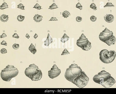 . Die Gastropoden Schichten der von der südalpinen Orestida Saint Cassien. Gasteropoda ; géologie ; géologie stratigraphique,. F.Kiltl Gastpopoflen : von St ('assiau TaüY.(1) Taf.A'. •V. Veuillez noter que ces images sont extraites de la page numérisée des images qui peuvent avoir été retouchées numériquement pour plus de lisibilité - coloration et l'aspect de ces illustrations ne peut pas parfaitement ressembler à l'œuvre originale.. Kittl, Ernst Anton Léopold, 1854-1913. [Wien A. Hölder] Banque D'Images