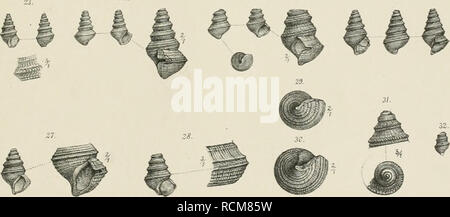 . Die Gastropoden Schichten der von der südalpinen Orestida Saint Cassien. Gasteropoda ; géologie ; géologie stratigraphique,. Un Swotodan-nal-d  %u.cz blh. ItA.AnslvTliBaimwarÜv.Wcn. Annal-DK-kNaturhisl Hofmuseums BandTL.189 L. Veuillez noter que ces images sont extraites de la page numérisée des images qui peuvent avoir été retouchées numériquement pour plus de lisibilité - coloration et l'aspect de ces illustrations ne peut pas parfaitement ressembler à l'œuvre originale.. Kittl, Ernst Anton Léopold, 1854-1913. [Wien A. Hölder] Banque D'Images