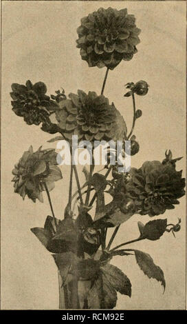 . Die Gartenwelt. Le jardinage. 618 Die Gartenwelt. XVIII, 51 gestielt blühend und gut. Von den Sämlingen zuheben- hervor sind : 4/13, einfach, leuchtendrot reichblühend, niedrig, 10/10 ; (E), l'enfer, aufrechtstehend reichblühend schwefelgelb, 23/12 ; (E), großblumig reichblühend weiß,,, mittelhoch gestielt und gut. W. Knopf, Roßdorf-Genthin, brachte die neue 41 Dahlie hélice, hochwachsend reichblühend karminrosa, gelb, mit, großblumig. Blumenblätter Die sind etwas gedreht. Fernwirkung für ganz gut. Ludwig Küsell, Ahrensburg, hat sich zu einem beachtens- werten Züchter erledigt ; seine eigen Banque D'Images