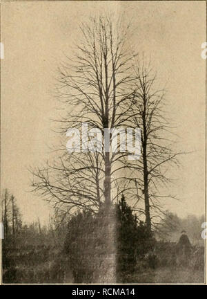 . Die Gartenwelt. Le jardinage. Illustrierte Wochenschrift für den gesamten Gartenbau. Jahrgang XVIII. 10. Oktober 1914. N° 41. Nachdruck und Nachbildung aus dem Inhalte dieser Zeitschrift verfolgt werden strafreditlidi. Koniferen. Mourir hier abgebildeten Nadelbäume Vielstämmige. (Hierzu sieben Abbildungen nach für die "Gartenwelt" gefertigten Vielstämmigkeit Aufnahmen.) Zur neigt die Knieholzkiefer (Pinus montana Mill., syn. pumilio Hke.). Sie hat einen besonderen Wert für die Landschaftsgärtnerei. Auf dem beigegebenen Bilde zeigt Sie sich in Gemeinschaft mit dem sie garnierenden Sadebaum (J Banque D'Images
