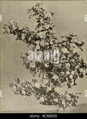 . Die Gartenwelt. Le jardinage. 152 Die Gartenwelt. VII, 13 tragen, das Vorhandensein von Pflanzen kräftiger einzelner Art durch viele Jahre und trotz reicher Samenbildung bedeckten Bodens und nicht haben schon viele fehlender Nachwuchs Erklärungen gefordert, sicher spielen hier auch die Angriffe der Bodenorganisuaen mit. Es bekannt ist, dass die Sämlingspflanzen arktischer binnenländischer, östlicher, Pflanzen im atlantischen Europa mehr oder weniger malhumorado abweichenden klimatischen sind gegen die Verhältnisse und gegen die Angriffe parasitischer Organismen, sodass ein grosser Teil dersel Banque D'Images