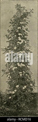 . Die Gartenwelt. Le jardinage. VII, 13 Die Gartenwelt. 149 und sind sehr auffallend, wenn die besonders bis 3 m langen, vorjährigen Zweige ganz Damit sind bedeckt. Die obere ab- bildung Seite 148 zeigt einen Strauch, dessen Zweige über Steine herabhängen, wodurch eine malerische werden wird höchst Wirkung, wäh- rend die untere figure einen einzelnen Blütenzweig darstellt, wobei der enorme Blüten- kenntlich personnalit mehr ist. Die Früchte sind nur erbsengross.. R. nipponensis. Cette sorte les ist interessant dans den Blättern. Dieselben sind bis 14 cm lang, graugrün, unterseits hel Banque D'Images