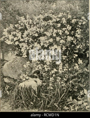 . Die Gartenwelt. Le jardinage. 148 Die Gartenwelt. VII, 13 recht von den Hauptzweigen ab. Rotbraun ist die Rinde, mit vielen langen, abstehenden rotbraunen Stacheln, gerade besetzt. Die Blätter sind fein, bis 12 cm lang aus 7-9 weit von einander gesellschaftszweck graugrünen Fiederblättchen, zusammengesetzt. Blattstiele Blattrippe die, die, Blattrand braunrot und sind. Ich sah Blüten noch nicht. / ?. Beggeriana Schrenk. Stark aufrecht wachsender, Fein, hellgrüne verästelter Strauch dessen Zweige spärlich mit langen, feinen, abstehenden Stacheln gerade besetzt sind. Die Blätter sind 8-10 cm lang, bla Banque D'Images