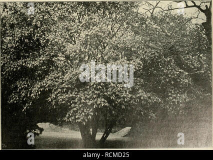 . Die Gartenwelt. Le jardinage. Illustriertes Wochenblatt für den gesamten Gartenbau. Jahrgang VII. 27. Dezember 1902. N° 13 Nachdruck und Nachbildung aus dem Inhalt dieser Zeitschritt strafrechtlich verfolgt wird. Gehölze. Die Arten der Gattung Aesculus. Von Camillo Karl Schneider, Wien. (Hierzu eine figure.) U nsere Rosskastanie und einige Bewirtschaftung ihrer zählen zu den schönsten Zierbäumen Parcs unserer Gärten und. Aesculus hippocastanum ist seit über 3 Jahr- hunderten bei uns eingebürgert, Denn sie soll 1576 zuerst dans "Wien und 40 Jahre später à Paris angepflanzt und von dort aus ve Banque D'Images