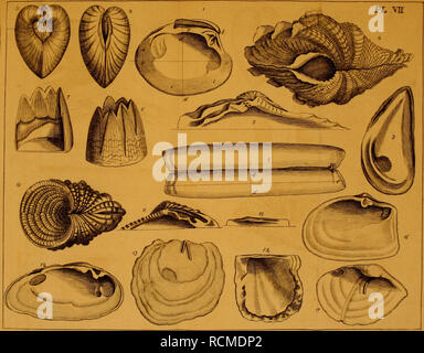 . Éléments de conchyliologie, ou, une introduction à la connaissance de coquilles. Les mollusques. . Veuillez noter que ces images sont extraites de la page numérisée des images qui peuvent avoir été retouchées numériquement pour plus de lisibilité - coloration et l'aspect de ces illustrations ne peut pas parfaitement ressembler à l'œuvre originale.. Mendes da Costa, Emanuel, 1717-1791 ; Blanc, Benjamin, ca. 1724-1794, éditeur. Londres : Imprimé pour B. White Banque D'Images