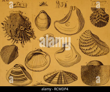 . Éléments de conchyliologie, ou, une introduction à la connaissance de coquilles. Les mollusques. . Veuillez noter que ces images sont extraites de la page numérisée des images qui peuvent avoir été retouchées numériquement pour plus de lisibilité - coloration et l'aspect de ces illustrations ne peut pas parfaitement ressembler à l'œuvre originale.. Mendes da Costa, Emanuel, 1717-1791 ; Blanc, Benjamin, ca. 1724-1794, éditeur. Londres : Imprimé pour B. White Banque D'Images