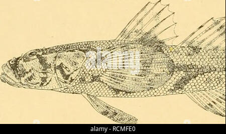 . Die Fische der Siboga-expédition. Les poissons. . Veuillez noter que ces images sont extraites de la page numérisée des images qui peuvent avoir été retouchées numériquement pour plus de lisibilité - coloration et l'aspect de ces illustrations ne peut pas parfaitement ressembler à l'œuvre originale.. Weber, Max, 1852-1937. Leiden, E. J. Brill Banque D'Images