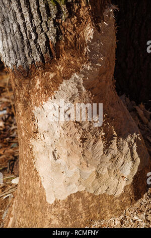 Arbre qui a été rongé par un castor sur Banque D'Images