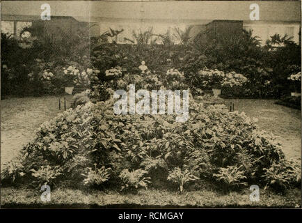 . Die Gartenwelt. Le jardinage. Die 314 Cartenwelt. XVIII, 23 beurteilen lassen, scheinen Sie den Besten französischen Züchtungen bürtig mindestens eben- zu sein. Alle ge- nannten Sorten befinden sich noch nicht im Handel. W. Runde, Wandsbek, zeigte eine größere Anzahl der Schaupflanzen stärkster sorte Avalanche dans zusammenstanden Kübeln, die nicht, fils- dern zum Schmuck der Halle über eine grosse Fläche ver- teilt waren, H. Koch,Docken- la peau, 10 Schaupflanzen der sorte La Lorraine mit je 18 bis 20 Dolden, Frau C. Diedrichsen (Obergärtner Nocker), idéal schöne, voll- und neue Halbstämme blühende Banque D'Images