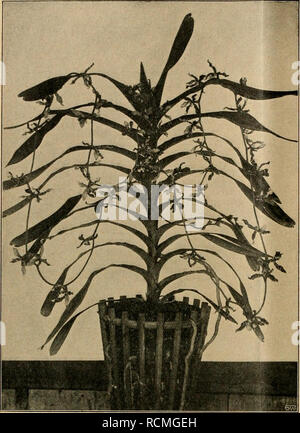 . Die Gartenwelt. Le jardinage. 260 Die Gartenwelt. XVIII, 19. Lowii Vanda. Ori^inalaufDahme für die "Gartenwelt".. von IV2 m erreicht hat. Einzelblüte beträgt der Durchmesser der 10-12 cm. Kelchblätter breitoval Blüten und sind und von schöner weißer Farbe, nur die unteren Kelchblätter sind gelb, hellbraun und gezeichnet von feinen rötlichen Adern. durchzogen Die kleine Lippe ist rot, gezeichnet von vorn gesehen länglich rund, aufwärts gebogen. Fällt Die Blütezeit in den Sommer. Dans den Gewächshäusern trifft man diese schöne Art leider gewöhnlich dans irgendeiner schattigen Ecke. Un solch Banque D'Images