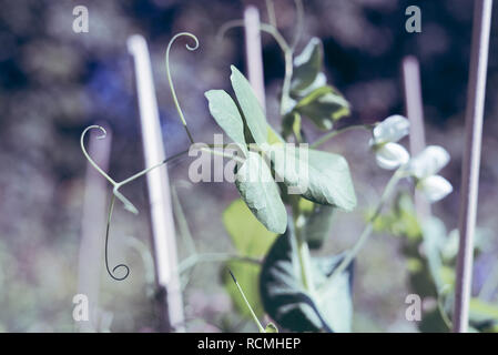 Closeup Détail de feuilles sur un plant de pois de neige monter planter les bâtonnets dans un jardin de légumes cultivés dans des tons doux et léger Banque D'Images