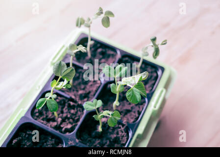 Vue de dessus de la neige vert organique semis croissant de pois dans la fenêtre à l'intérieur de lumière naturelle dans la cuisine de printemps - auto-suffisant potager avec des aliments frais, sains Banque D'Images