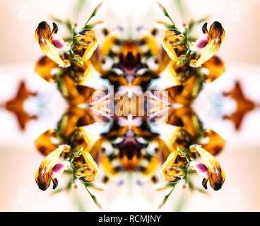 Art numérique composite abstrait fabriqués à partir de plantes séchées freesia macro extrême close-up contre fond orange Banque D'Images