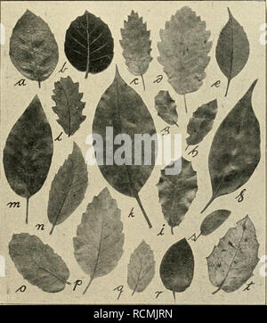 . Die Gartenwelt. Le jardinage. VII, 48 Die Gartenwelt. 573 46 b. B. vergl. Fig. 4, d-e, Stiel 3-6 cm, Spreite 8-16 (-22) : 5-13 (-15) cm, oben glänzend, hellgrün ziemlich wenig Heller, unten im Herbst glänzend scharlachrot. 15. Q. coccinea, Scharlach-Eiche, bis 54 m hoch in der Heimat, Kroue schmaler und spitzer ; Ver.-Staaten (wie. rubra), genügsamer Bodenansprüchen dans den, vielleicht noch mehr als Zier- liauni zu empfehlen ! 47 a. B.-Stiel nur 0,7-1,3 cm lang'), 5,5-10 Spreite (-12) : 2,8-6,5 (-9) cm, vergl. Fig. N° 1 en 46, h-j, Lappen nerven- 2-4, sonst Färbung coccinea, aber wie im Herbst Banque D'Images