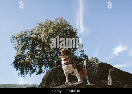 Joli chien beagle semble attentif sur un gros rocher Banque D'Images