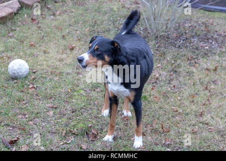 L'Appenzeller Mountain Dog en hiver Piscine Banque D'Images