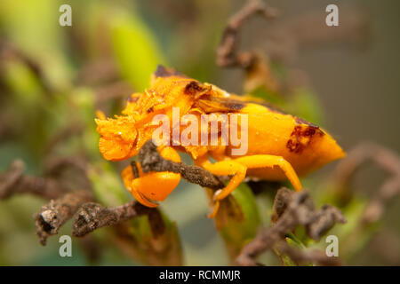 Superbement camouflées Jagged Ambush Bug guettant une proie sur barbican Banque D'Images