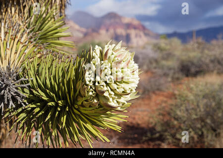 Joshua Tree ou Yucca brevifolia fleur avec focus sélectif et rouge lointain rock mountain Banque D'Images