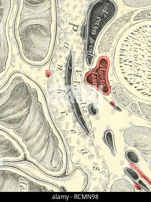 . Die topographische und descriptif pot des Menschen. L'anatomie. . Veuillez noter que ces images sont extraites de la page numérisée des images qui peuvent avoir été retouchées numériquement pour plus de lisibilité - coloration et l'aspect de ces illustrations ne peut pas parfaitement ressembler à l'œuvre originale.. Heitzmann, Carl, 1836-1896. Wien, Braümüller Banque D'Images