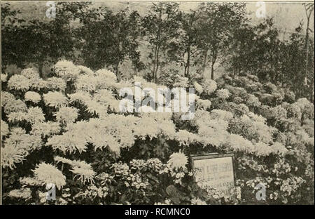 Die Gartenwelt A A A A A T N Chrysanthemum Gruppen Oberga Von Franz Apte Adam Mauer Bei Wien Originalaufnahme Agartenwelt Fa R Die Amad Getriebene Rosen Teslout Akaiserin Und Caroline Auguste