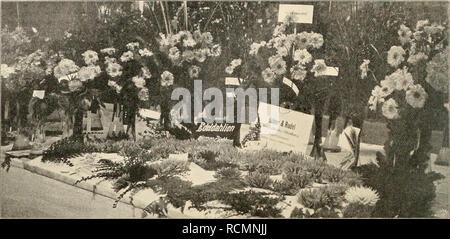 . Die Gartenwelt. Le jardinage. Die 28 Gartenwelt. VI, 3. Scabiosa cancasica-Varietäten von Köhler &AMP ; Rudel, Windischleuba, auf der allgemeinen deutschen Gartenbau-Ausstellung à Mayence. Originalaufnahme für die "Gartenwelt*. Stämme mit dem bekannten Kalkanstrich zu versehen, der nach verschiedenen Seiten hin günstig wirkt. Die Erfahrung, Die meisten lehrt dafs dans der Frage kommen auch von den- Schlupfplätzen Schädlinge künstlichen Gebrauch machen, sofern die natürlichen fehlen. Es empfiehlt sich sogenannte c'est pourquoi, Insektenfallen Fangvorrichtungen oder anzuwenden. Recht gut hat sich Système "Ei Banque D'Images