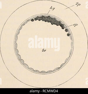 . Les éléments d'embryologie. L'embryologie. bout 0'09 mm. - la taille de l'ovule à la clôture jgmentation à environ 0'28 de diamètre. Il est en- osed par la zona radiata et la couche albumineuses Fig. 96.  :.] BLASTODERMIC vésicule. 315. bAbbit's Ovum entre 70 à 90 heures après l'imprégnation. (D'après E. van Beneden.) C. cavité d'blastodermic du sac vitellin (vésicules), ep. couche externe ; hy. masse intérieure ; Zp. enveloppe albumineuse. mound. La vésicule blastodermic continue d'ngrandes rapidement, et au cours de la j)rocessus le mdergoes masse intérieure des changements importants. Il s'étale sur l'nner côté de la couche externe et à Banque D'Images