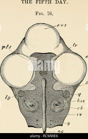 . Les éléments d'embryologie. L'embryologie. 236. [Chap. Vue de dessus de l'Parachordals et de la Trabe- cule sur le cinquième jour d'incubation. (De Parker.) afin de faire connaître cette l'ensemble de la partie supérieure de la tête a été shced loin. La partie cartilagineuse du crâne sont marqués avec l'obscurité ombrage horizontal. c.v. 1. vésicules cérébrales (coupé). e. oeil. nc. notochorde. IV. parachordal. 9. pour la sortie du foramen le neuvième nerf. cl. cochlée, h.s.c. canal semi-circulaire horizontal, q. quad- taux. 5. l'encoche pour le passage du cinquième nerf. Ig. ex- panded extrémité antérieure de th Banque D'Images