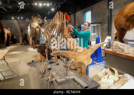 Stane Street, Easington, West Sussex, UK. 15 janvier 2019. Un ensemble de très rares artefacts pour vente à la place de l'été, les ventes aux enchères en Ardenne à West Sussex.Les objets font partie de la vente aux enchères de l'âge de glace sur 12e/13 mars 2019. Kate Diment de Summers Place Auctions dépoussiérer le squelette d'un auroch de l'âge de glace. Les images ont été prises le 15 janvier 2019 mais sont sous embargo jusqu'à 10h le 16 janvier 2019. Credit : james jagger/Alamy Live News Crédit : james jagger/Alamy Live News Banque D'Images