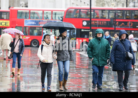 Westminster, London, UK. 16 janvier, 2019. Les touristes à l'abri de la pluie sous un parapluie. D'après le Met Office de gel devrait durer jusqu'au mois prochain. Credit : Dinendra Haria/Alamy Live News Banque D'Images