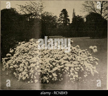 . Die Gartenwelt. Le jardinage. XVIII, 10 tonne weit Die Gar. 13E kräftigem gleichmäßigem Wuchs und wie rapide, Rothschild, mit und breitem dunkelgrünem Laub und großen, herrlichen, schön von Blumen duftenden 12-14 cm Durchmesser. Sie stehen à l'auf geradem steifem vorzüglicher Stiel und Haltung, dans breite haben und runde Fetalen und blühen dankbar ununterbrochen und bis zum Gel. Diese Neuheit hat die der Blühwilligkeit Teehybriden, den Wuchs und Bau der Remontanten. Die Farbe ist nach innen, silberrosa Gelbrosa Fleischrosa dans kräftiges übergehend bis. Als harte Schnitt- und und als Gruppenrose Banque D'Images