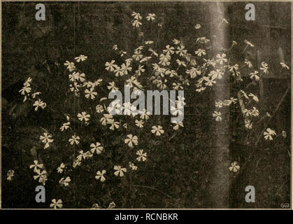 . Die Gartenwelt. Le jardinage. XVIII, 10 meurent Gartenwelt. 131. Silene SWertiifoHa. Originalaufnahme für die "Gartenwelt". Sie stammt aus dem Orient und Kieinasien, ist eine 30-40 cm und der hohe Staude-dankbarsten großblumig sten und Ver- treter dans dieser Gattung. Zur Entwicklung braucht sie vollen volle und Sonne durchlässigen, wenn möglich mit etwas Kalk durchsetzten Boden. Die großen Blumen stehen bis zu dreien beisammen kräftigen Stengeln auf und sind auch biologisch interessant ; schließen Sie sich und abends oder bei trübem Regenwetter. Die Röhre und die der Außenseite Kronenblätt Banque D'Images