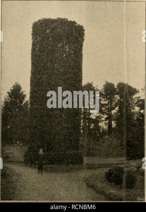 . Die Gartenwelt. Le jardinage. 130 Die Gartenwelt. XVIII, 10. Chine Japon und zur Familie der heimisch, Phytolaccaceen- gehörig, hat sich vor mehreren Jahren wurde und hier angesiedelt dans liebenswürdiger Botanikers und Verkauf durch Weise vom Botanischen Garten de Berlin. Selbst ist wahrscheinlich Die Ansiedlung durch die von allen Grasmückenarten gefressenen erfolgt sehr gern Beeren. Ob die Pflanze Ansprüche an den Boden macht, konnte nicht festgestellt werden hier. Lehmhaltigen Gartenboden in meinem gedeiht vortrefflich sie im Schatten, wie in der Sonne, selbst dort noch, wo stei Banque D'Images