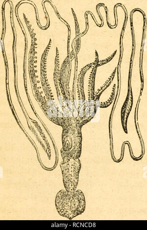 . Éléments de conchyliologie / préparé pour l'utilisation d'écoles et collèges. Mollusques. lorsque la mer est calme. Six de ses tentacula sont (hen- être pliée neath et agir comme des avirons, et il est prétendu que les deux autres, les extrémités sont agrandis et ressuscité, sont répartis pour la voile, représentée dans la figure (12) ; mais il ne faut pas déduire de leur structure que ces tentacula sont adaptés à un tel objectif. L'espèce se trouve dans la Méditerranée, l'Océan Indien, &amp;c. ; il était connu des anciens sous le nom de Nautilus pompilius, et. 20. Les Calmaries-Loligo diffèrent-f Banque D'Images