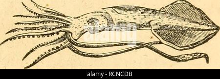 . Éléments de conchyliologie / préparé pour l'utilisation d'écoles et collèges. Les mollusques. CALMARIES-C ALMA RETS. 29. Lorsque la mer est calme. Six de ses tentacula sont (hen- être pliée neath et agir comme des avirons, et il est prétendu que les deux autres, les extrémités sont agrandis et ressuscité, sont répartis pour la voile, représentée dans la figure (12) ; mais il ne faut pas déduire de leur structure que ces tentacula sont adaptés à un tel objectif. L'espèce se trouve dans la Méditerranée, l'Océan Indien, &amp;c. ; il était connu des anciens sous le nom de Nautilus pompilius, et. 20. E Banque D'Images