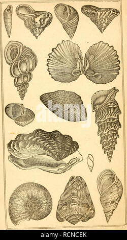 . Éléments de conchyliologie / préparé pour l'utilisation d'écoles et collèges. Les mollusques. . Veuillez noter que ces images sont extraites de la page numérisée des images qui peuvent avoir été retouchées numériquement pour plus de lisibilité - coloration et l'aspect de ces illustrations ne peut pas parfaitement ressembler à l'œuvre originale.. Ruschenberger, W. S. W. (William Samuel Waithman), 1807-1895 ; en montagne, Achille, 1802-1866 ; Milne-Edwards, H. (Henri), 1800-1885. Philadelphia : Grigg &AMP ; Elliot Banque D'Images