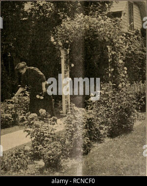 . Die Gartenwelt. Le jardinage. XVIII, 2 Die Gartenwelt. 19 einfachblühenden Schlingrosen entgegen. Suis höchsten être- werten drüben wir hier pilier américain (ABB. Einzelblüten Titelseite), mit bis zu 10 cm Durchmesser, mourir en prächtigen Dolden stehen. Die Farbe ist ein feines Rosa, wovon sich die gelben Staubfäden wirksam abheben. Außerdem ist Hiawatha, karmesinrot, mit, eine äußerst weißer Mitte von unübertroffener Reichblütigkeit dekorative sorte und von sehr kräftigem Wuchs. Trifft Man diese beiden einfachen Schönheiten schon sehr oft dans un feineren Gärten und die Nachfrage nimmt mit jeder Saiso Banque D'Images